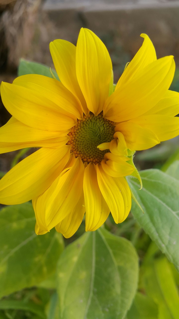 fleur