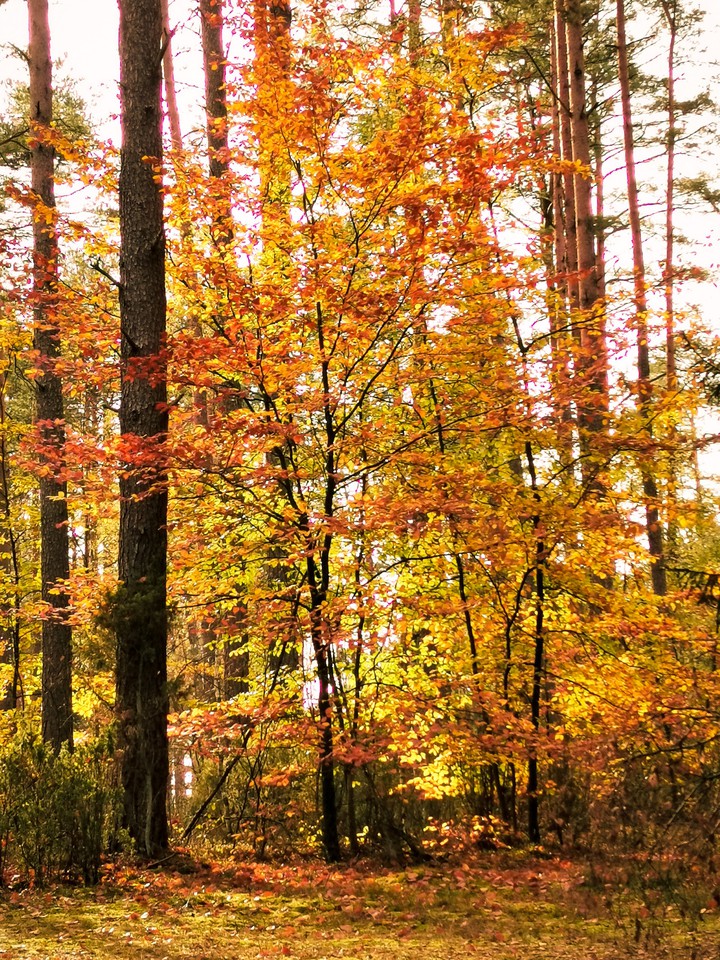 Woods