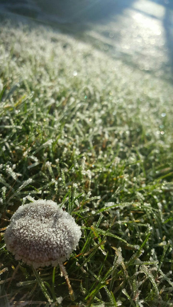 frozen mushroom in our garden / hoarfrost