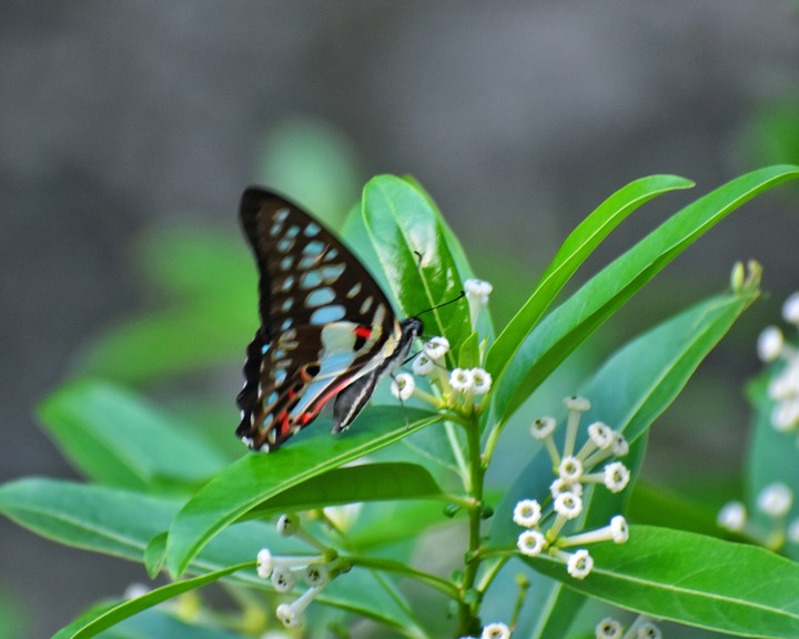 butterfly