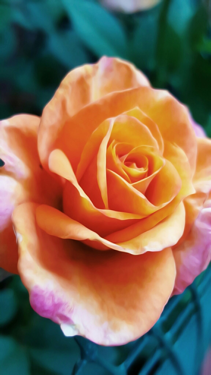 Roses