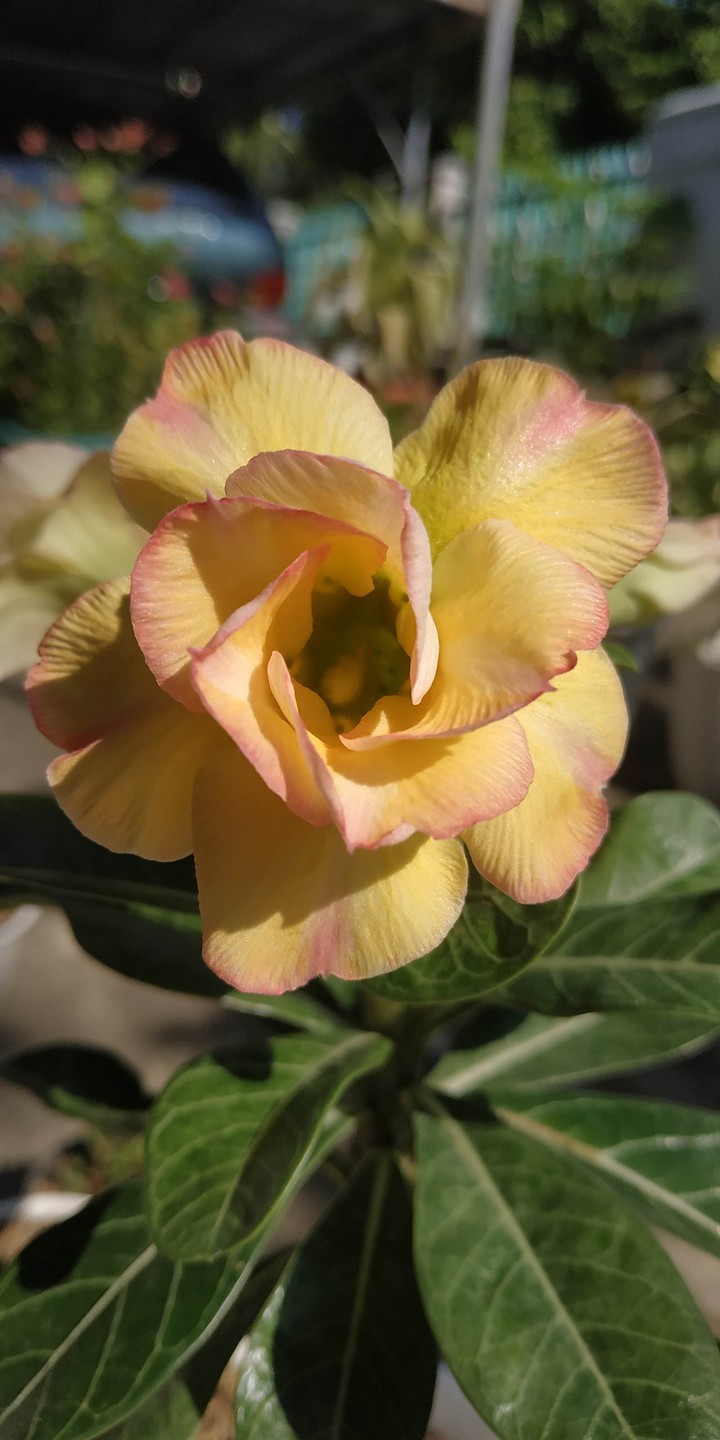 yellow adenium