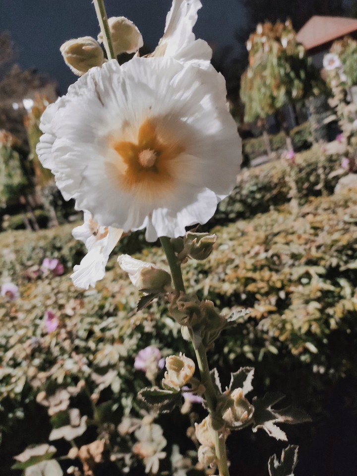 nature