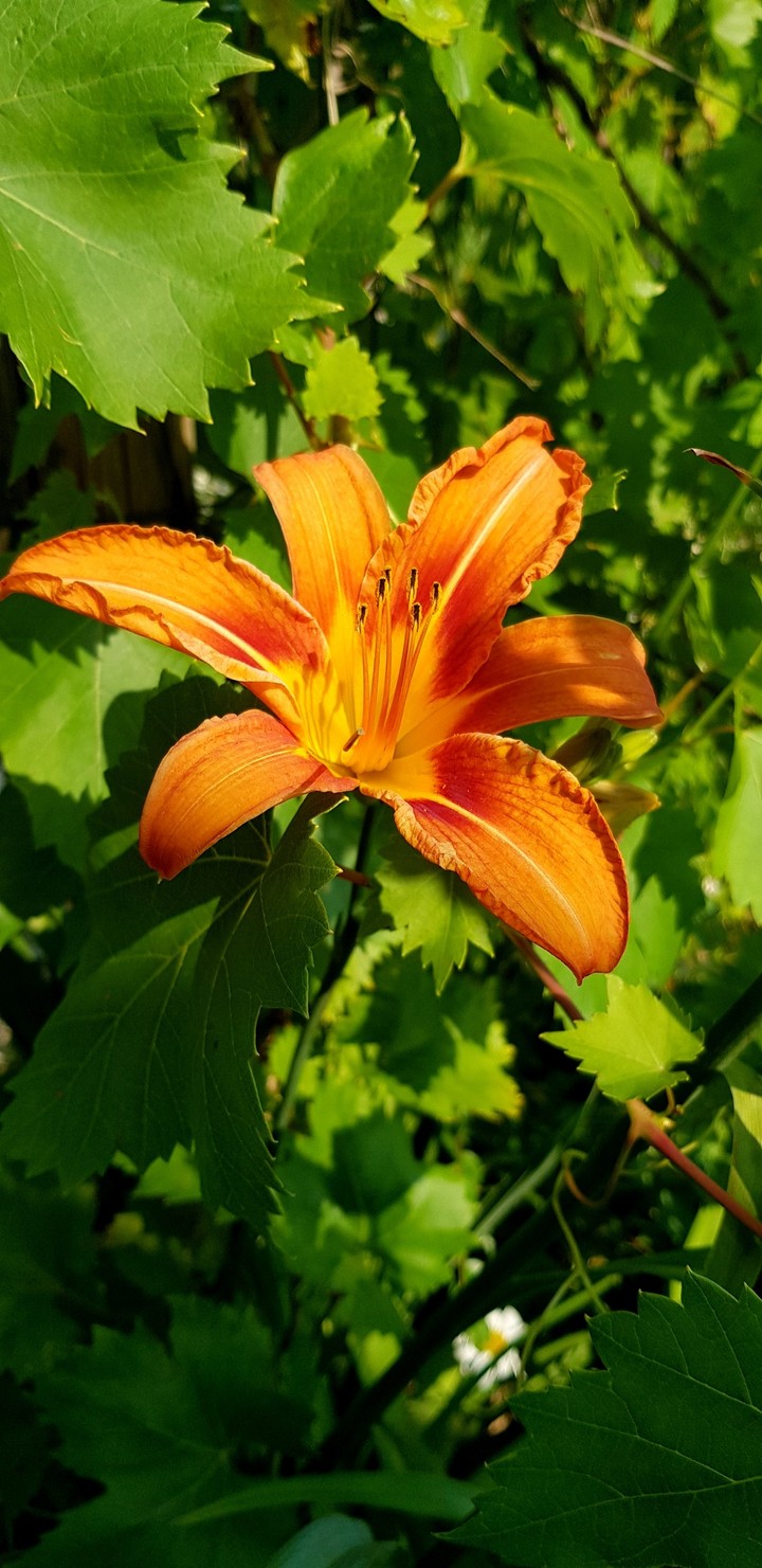 Hemerocallis