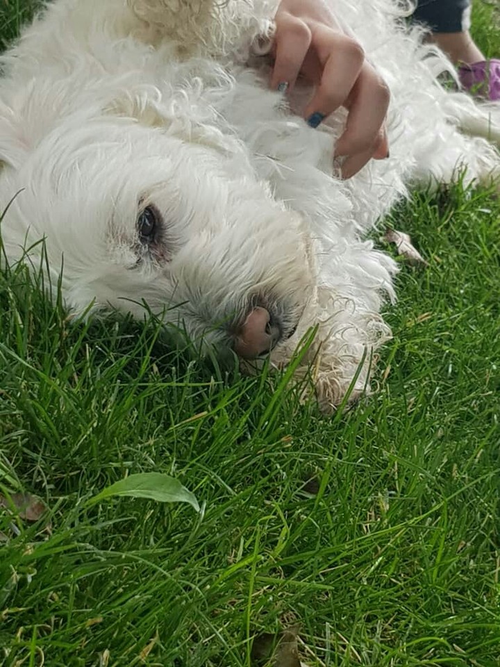 Benji
