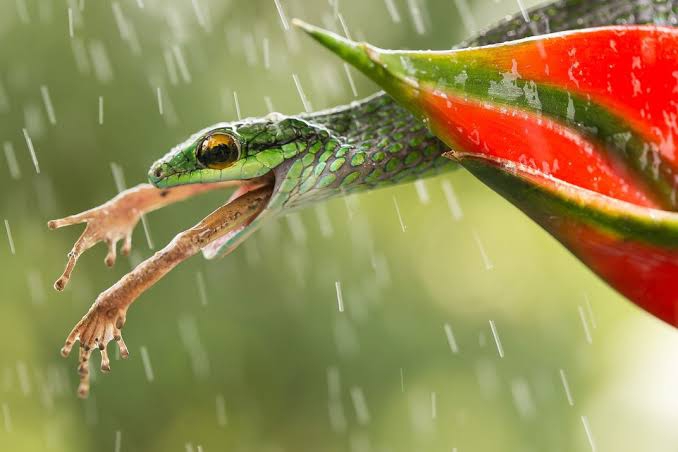 snake