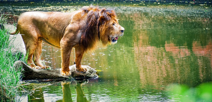 the lion