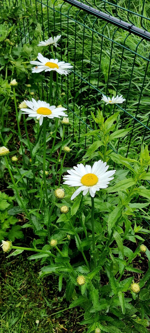 רקעים petal, flower
