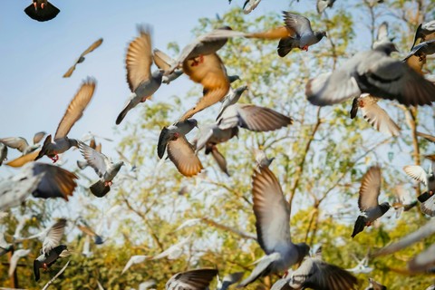 pigeons.