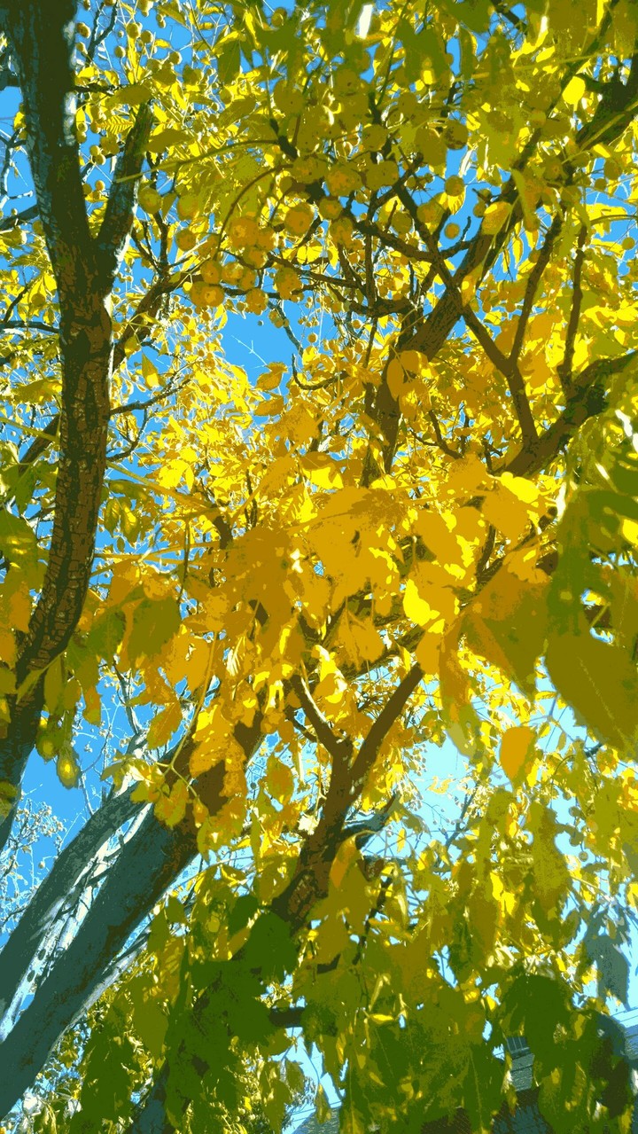 A Posterized Yellowed-Leaf Tree