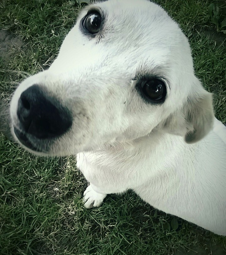 sweetie