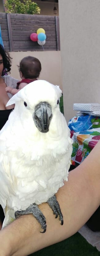 Bela