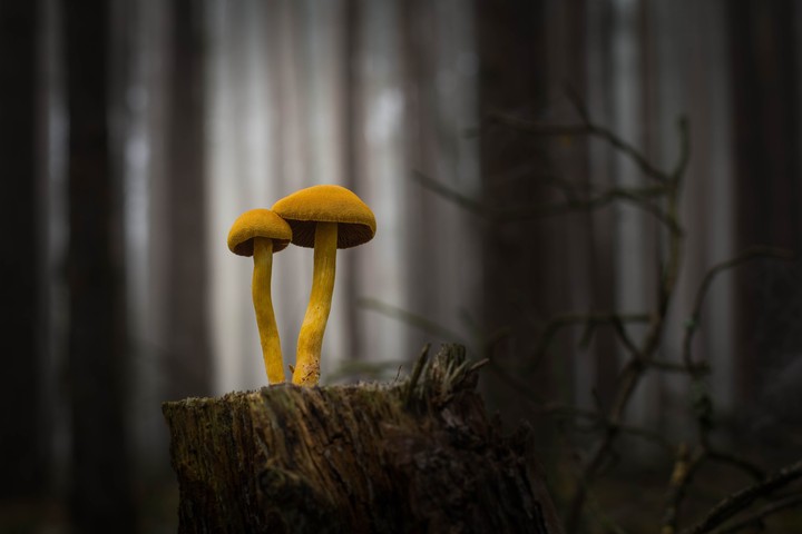 Mushroom