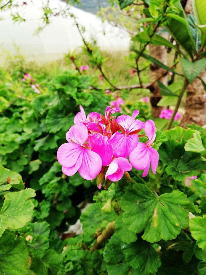 flower