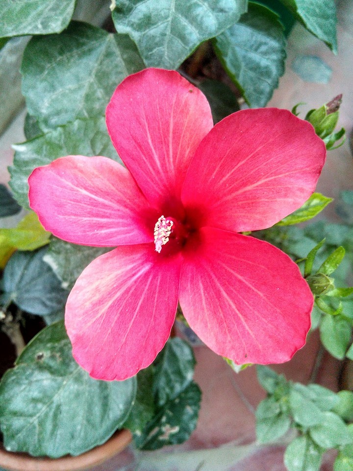 indian flower
