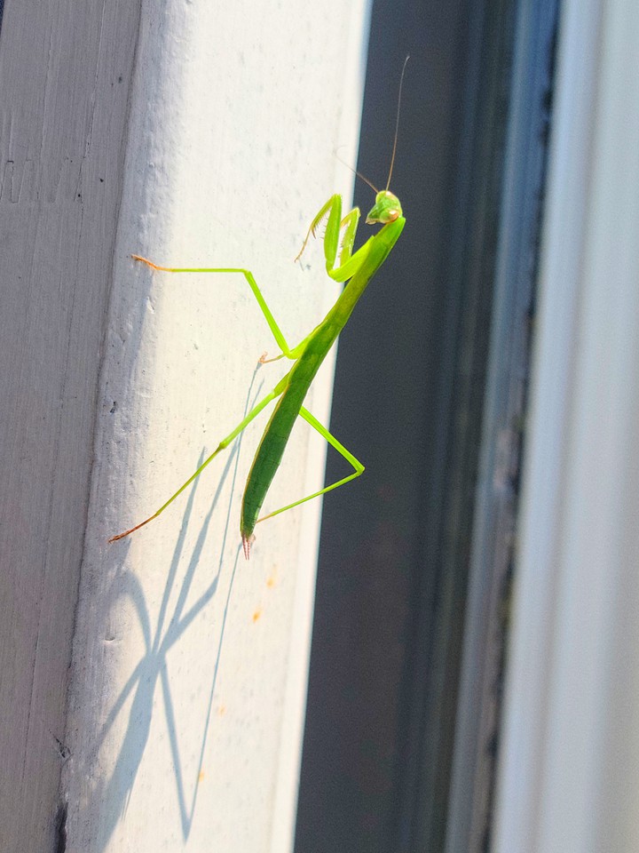 Praying Mantis Posing