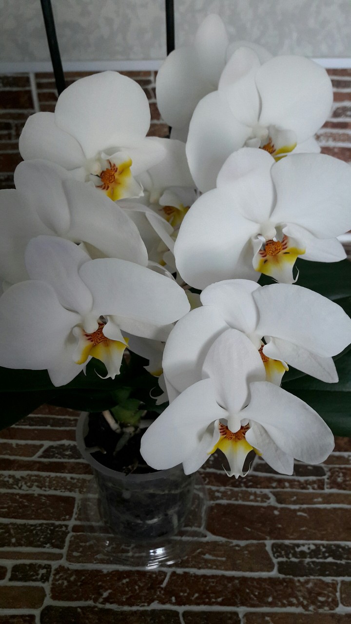 Орхидея)