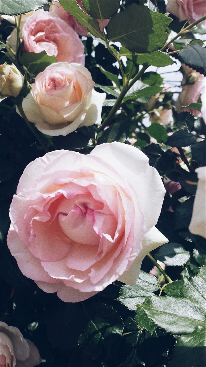 #roses#flowers#summer#pink#цветы#розы#лето