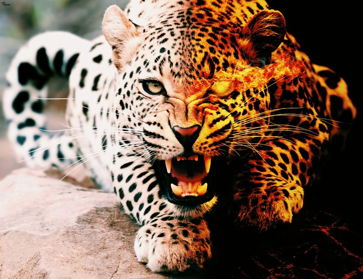 tiger king