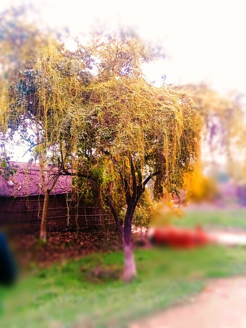 tree