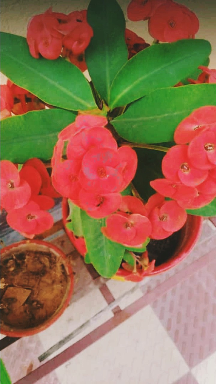 flower