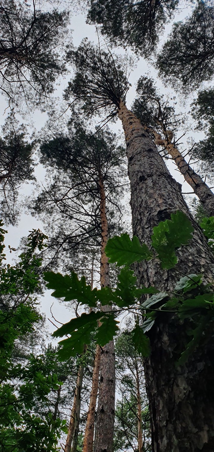 pine tree forest