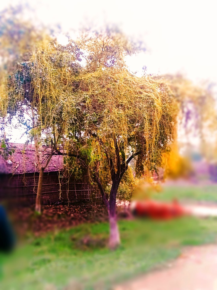 tree