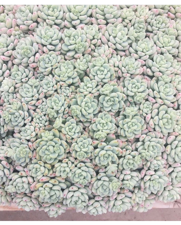 Baby Green suculent