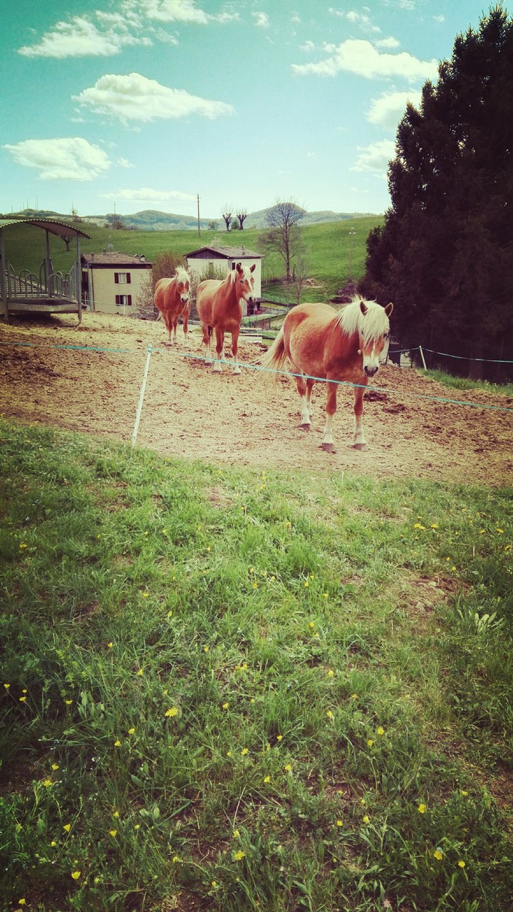 horsessss