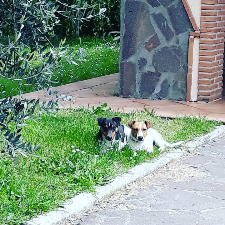Dogs