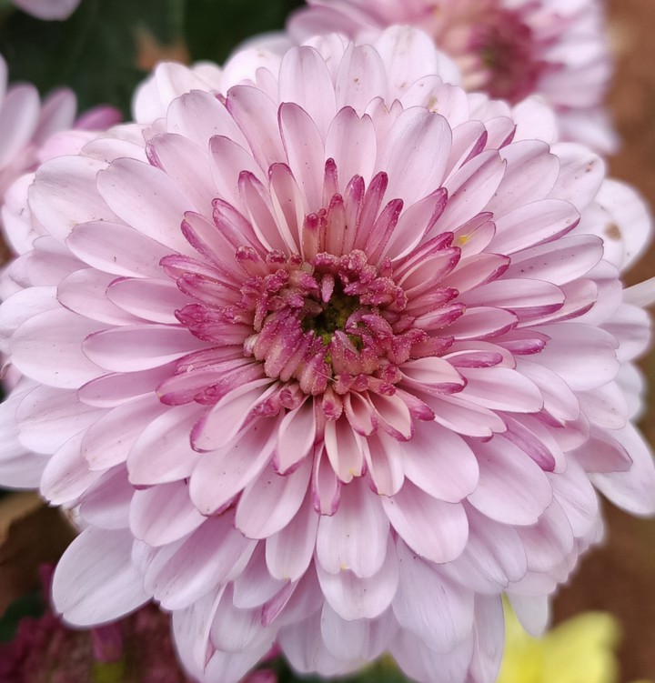 purple chrysanthemum