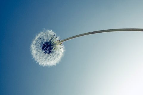 Dandelion Spore