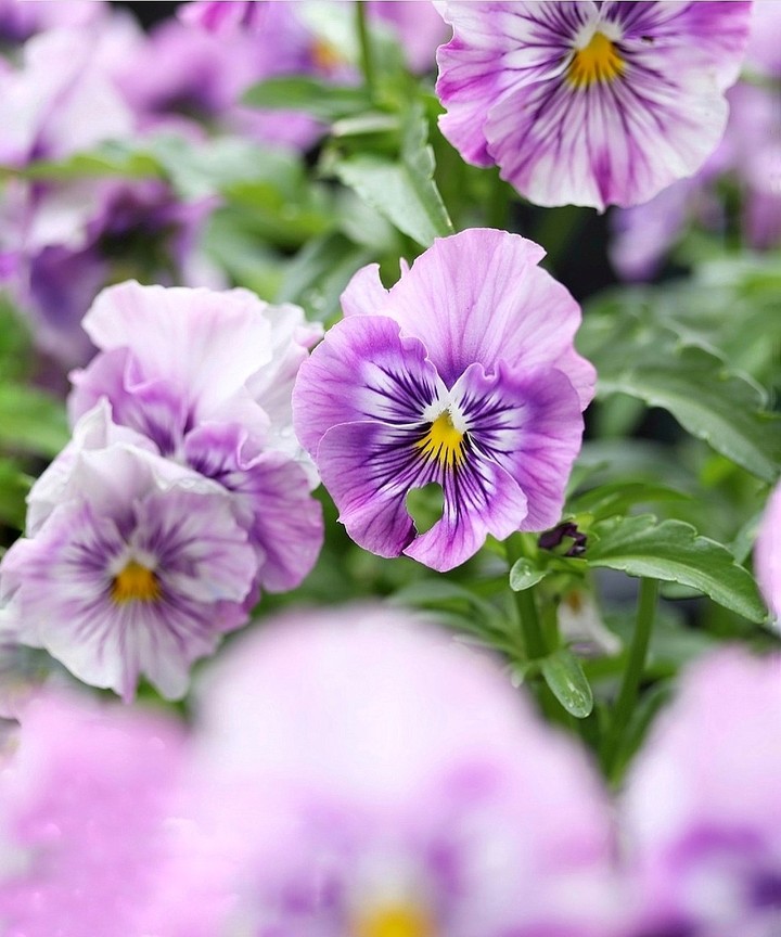 Viola