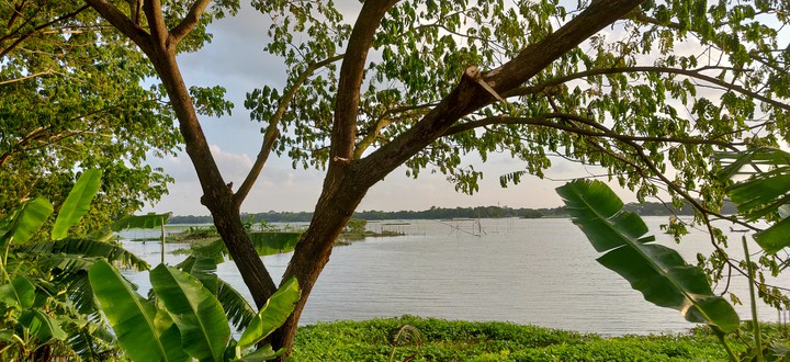Bengal Beauty...