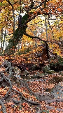Autumn