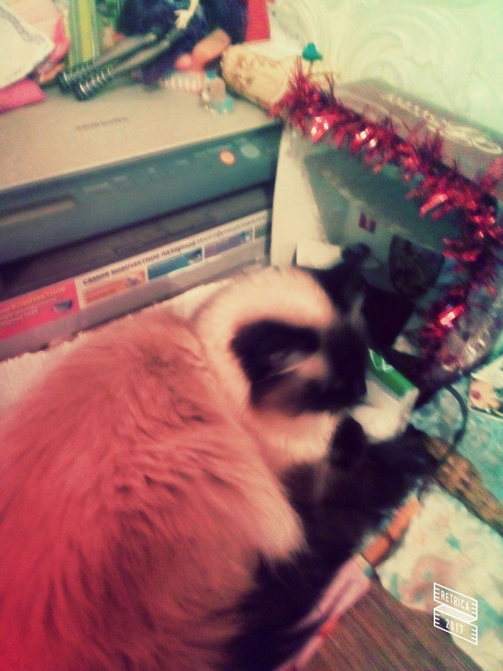 моя кошка