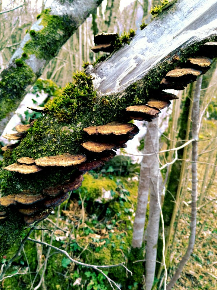 Nature tree