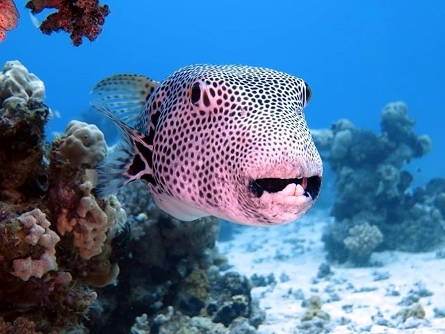 red sea