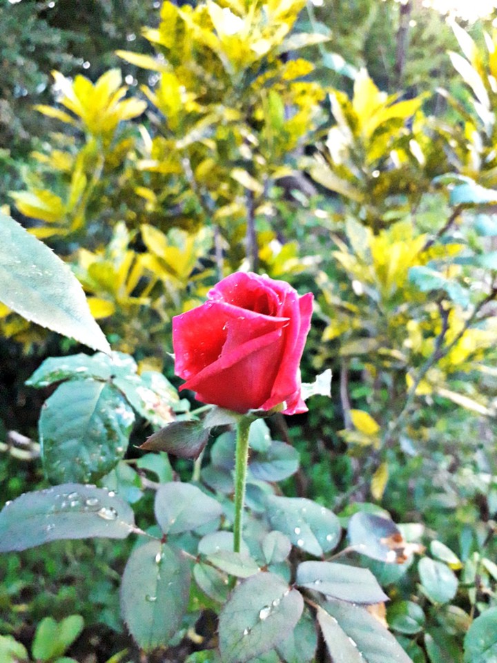 redrose