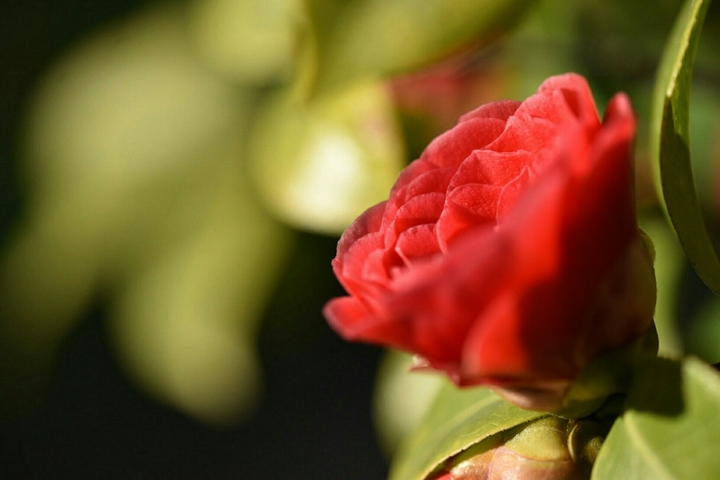 Blumen