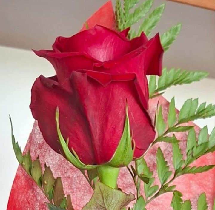 Rosa Rossa