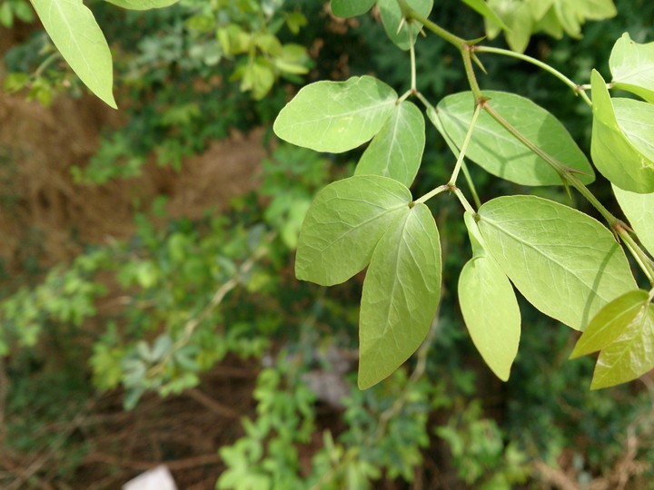 leaves from heaven.