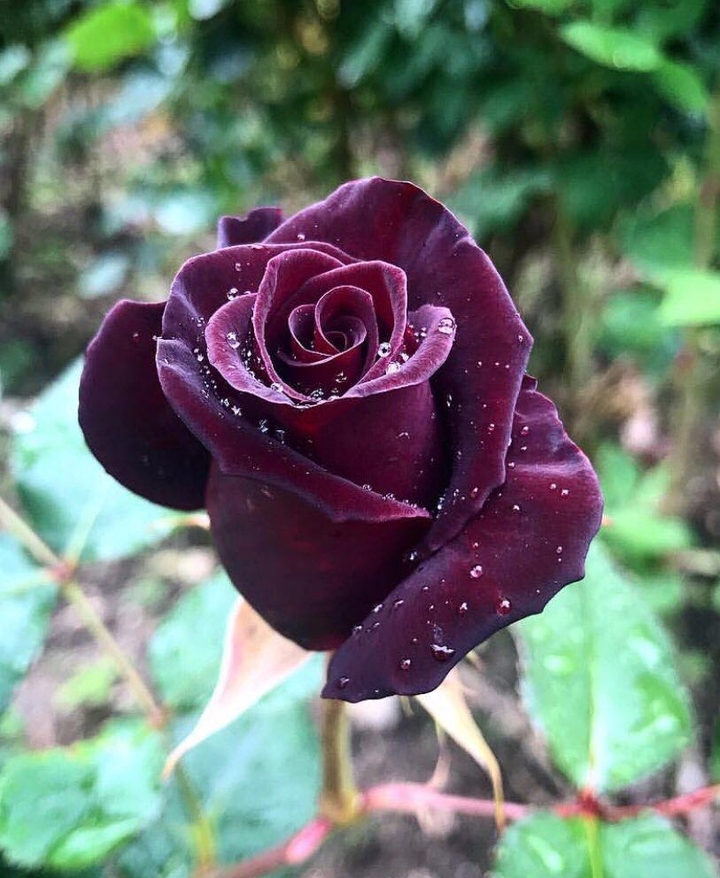 rose.
