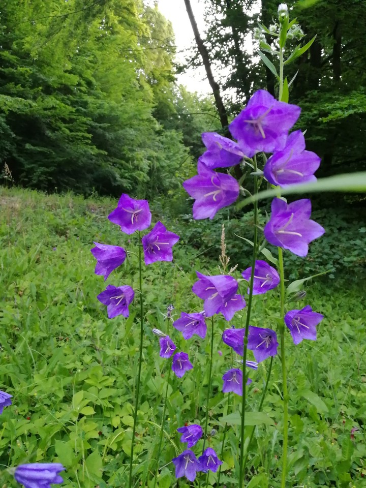 bluebell