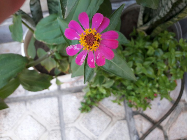 my flower