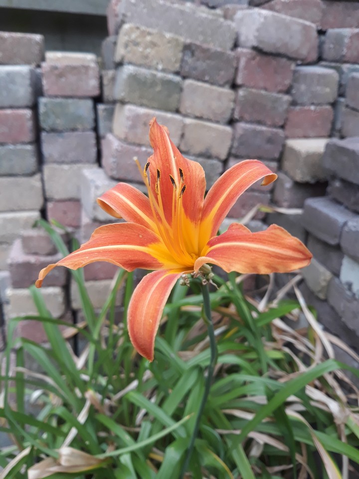 flowerpower