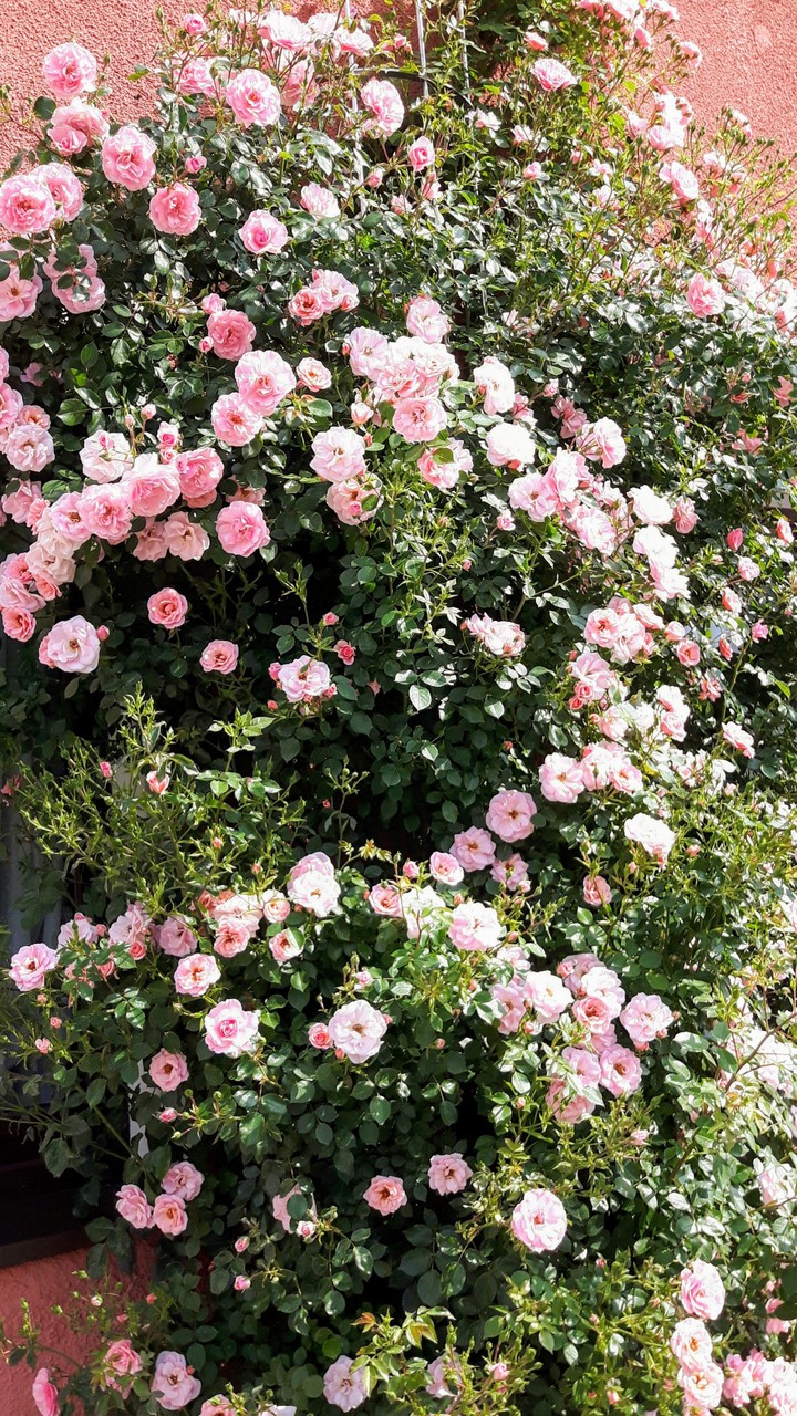 Kletter Rose in rosa