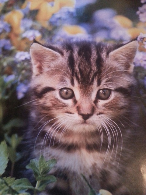 Cute little kitten