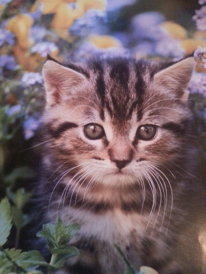 Cute little kitten