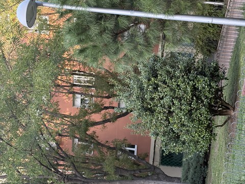Árboles en el parque - Madrid
